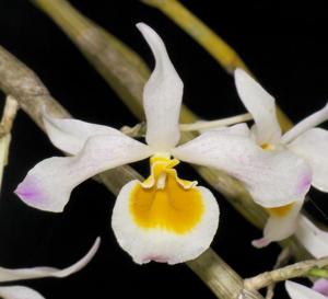 Dendrobium crystallinum