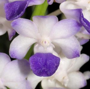 Rhynchostylis coelestis