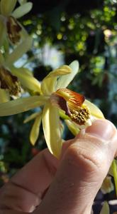 Coelogyne tomentosa