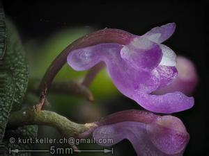 Schoenorchis scolopendria