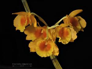 Dendrobium chryseum