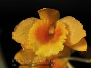 Dendrobium chryseum