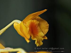 Dendrobium chryseum