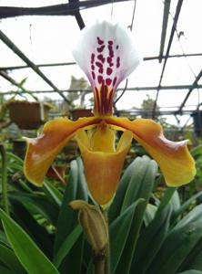 Paphiopedilum gratrixianum