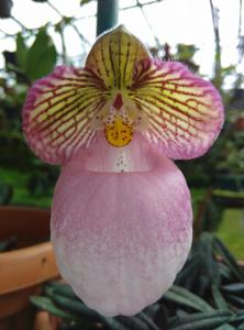 Paphiopedilum micranthum