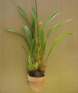 Trigonidium egertonianum