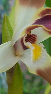 Maxillaria luteograndiflora