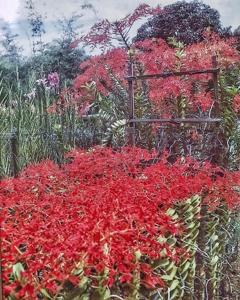 Renanthera coccinea