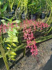 Renanthera isosepala