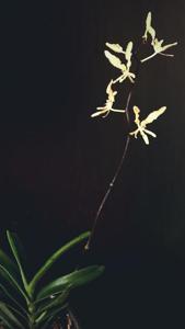 Renanthera citrina