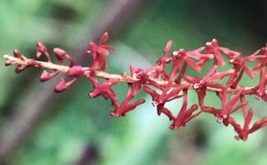 Renanthera elongata