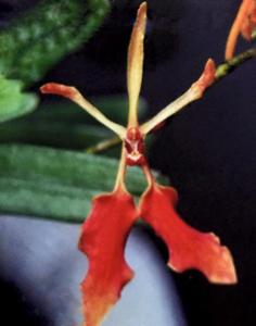 Renanthera vietnamensis