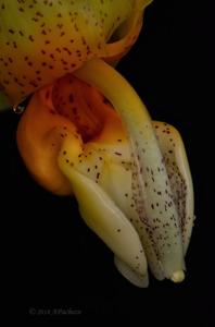 Stanhopea saccata