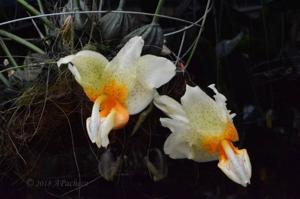 Stanhopea saccata