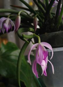 Leptotes pohlitinocoi