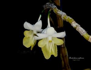 Dendrobium uniflorum