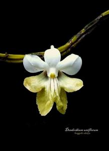 Dendrobium uniflorum