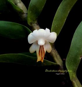 Dendrobium ellipsophyllum