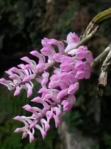 Dendrobium secundum