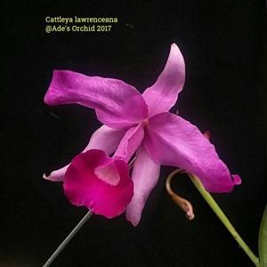 Cattleya lawrenceana