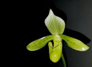 Paphiopedilum tonsum