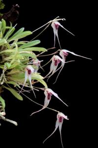 Specklinia cactantha