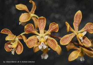 Encyclia oncidioides