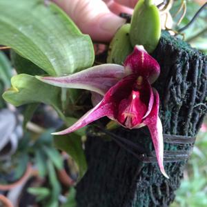 Bulbophyllum reticulatum