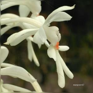 Calanthe triplicata