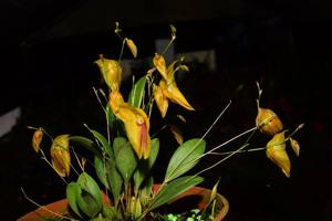 Lepanthes escobariana