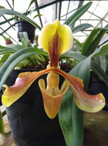 Paphiopedilum villosum