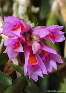 Dendrobium alaticaulinum
