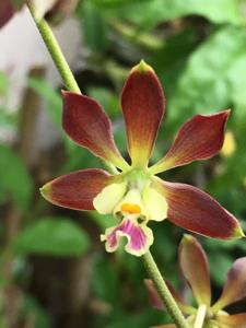 Encyclia guatemalensis