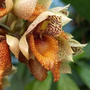 Catasetum denticulatum
