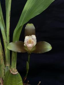 Lycaste macrophylla