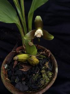 Lycaste macrophylla