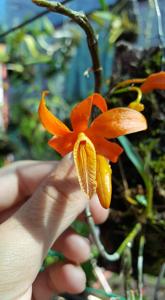 Dendrobium unicum