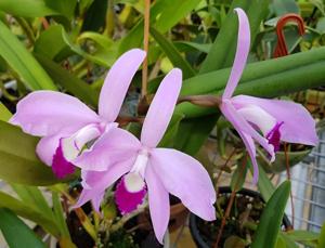Cattleya perrinii