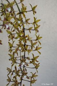 Cymbidium canaliculatum