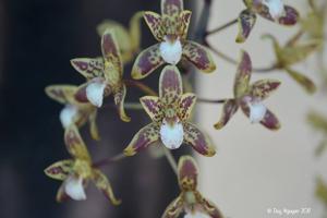 Cymbidium canaliculatum