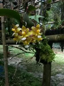 Dendrobium crabro