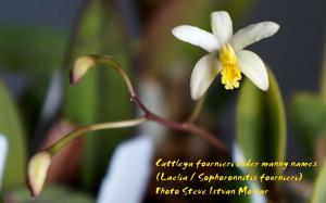 Cattleya fournieri