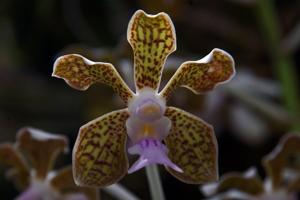 Vanda bensonii