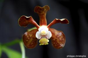 Vanda brunnea