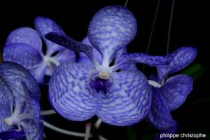 Vanda coerulea