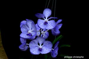 Vanda coerulea