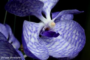 Vanda coerulea