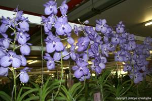 Vanda coerulea