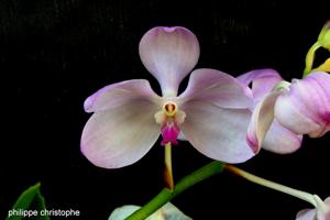 Vanda coerulea