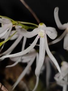 Dendrobium linguiforme